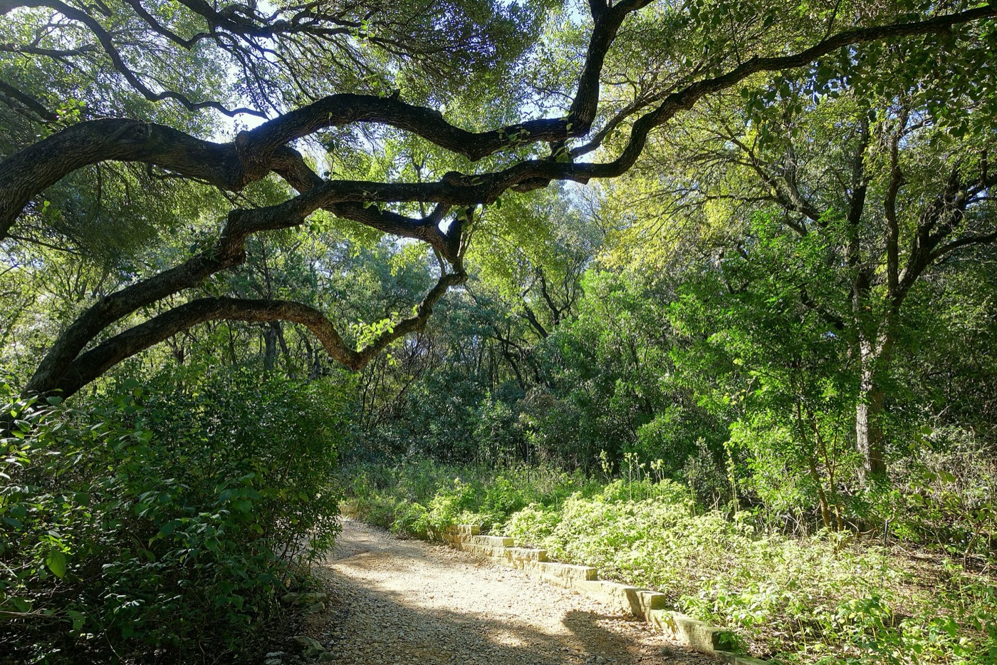 Heavy live oak branches spreading low and sideways over a shaded gravel path, dense green scrub either side and dappled sun coming through the canopy