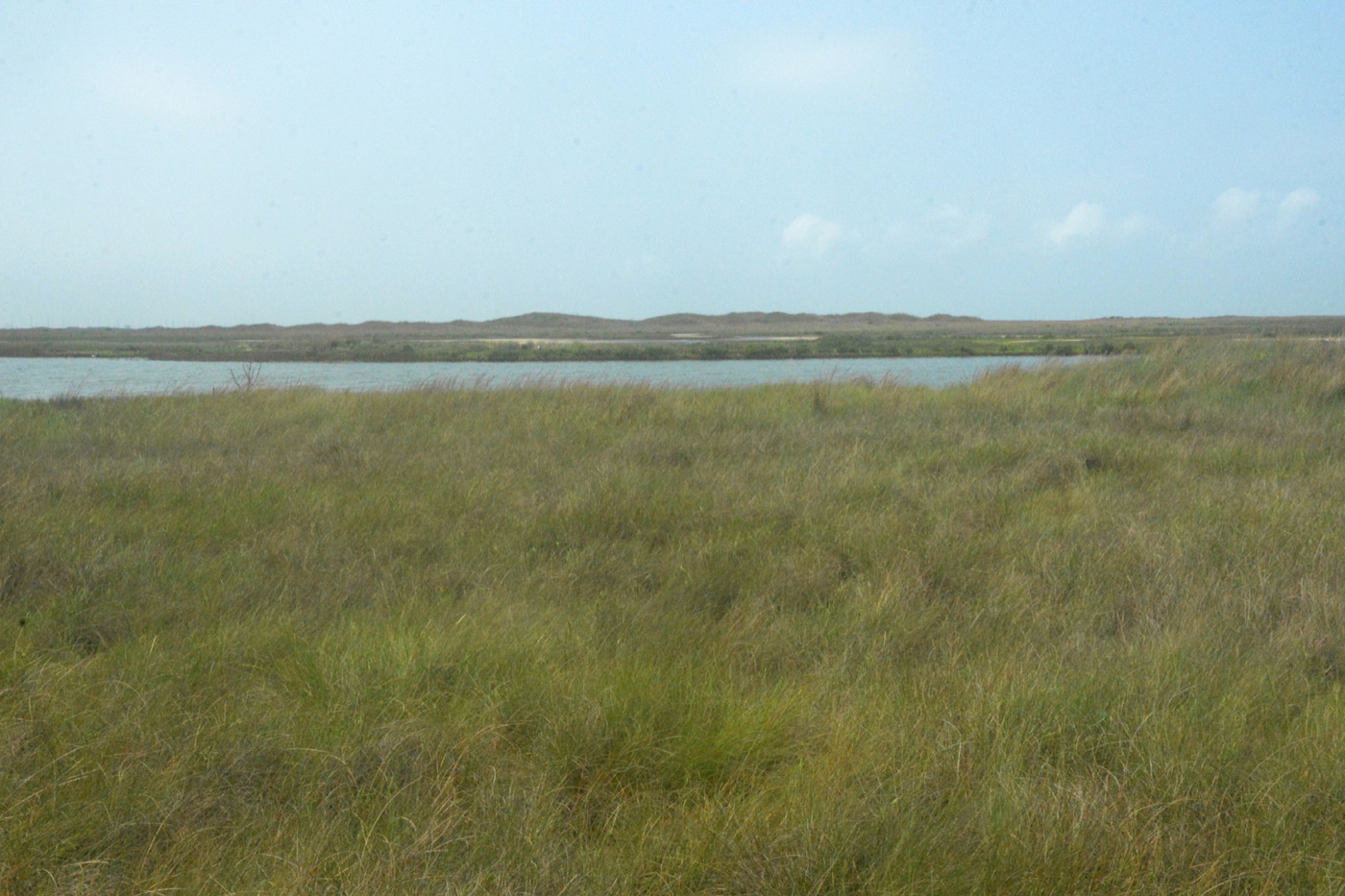 Low coastal grassland running out toward a flat bay horizon under a soft grey sky, dense green marsh grass filling the foreground