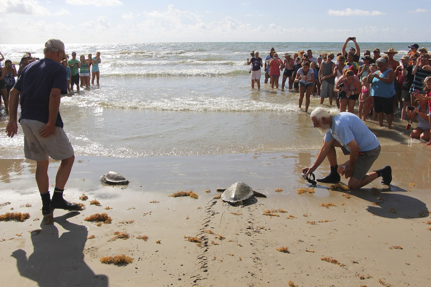 A crowd gathered along the surf line on a Texas beach watching tiny sea turtle hatchlings make their way down the wet sand toward the water