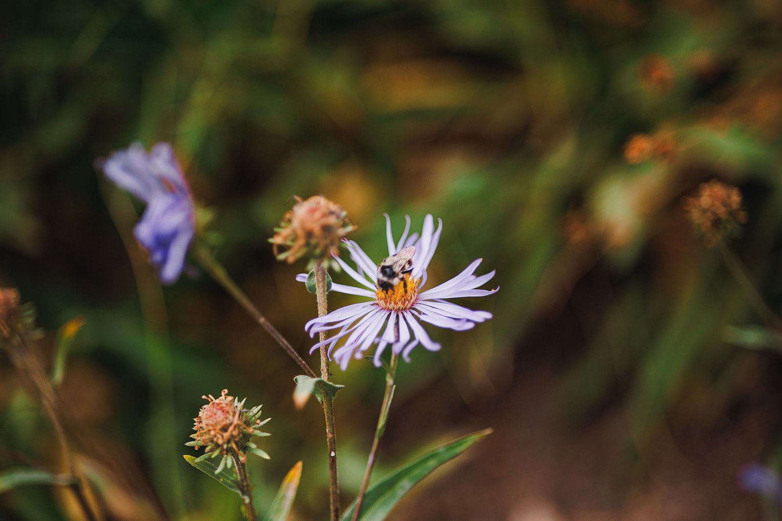 A bumblebee working a pale purple mountain aster in the meadow beside the trail