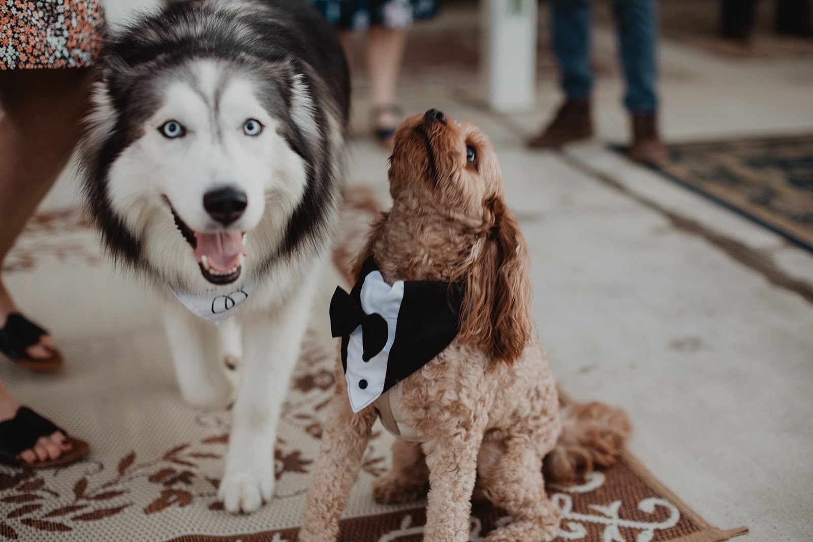 The malamute and the small tan doodle side by side on a patterned outdoor rug, the doodle in a black tuxedo bib and bow tie