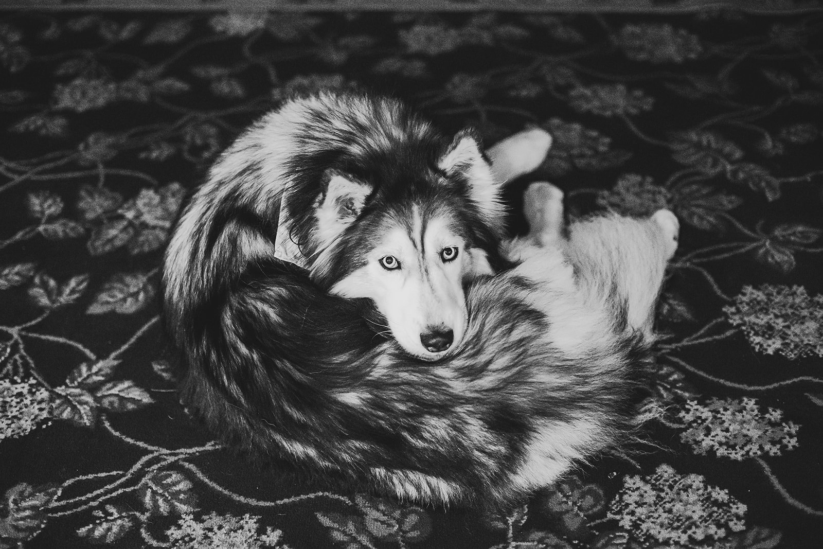 The malamute curled up asleep on a patterned rug, photographed in black and white