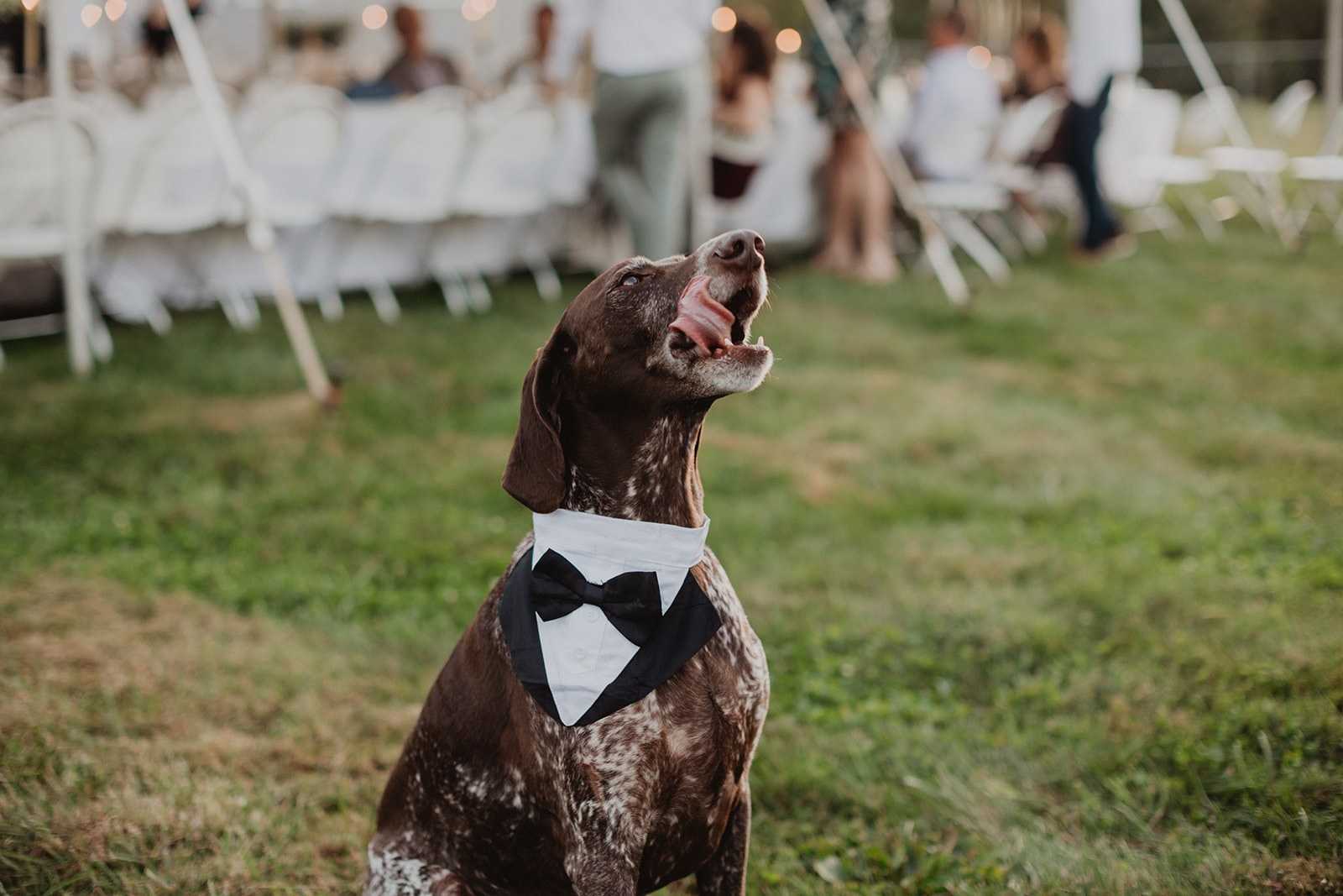 The German shorthaired pointer sitting in the grass beside the tent in his tuxedo bib, mouth open, mid bark