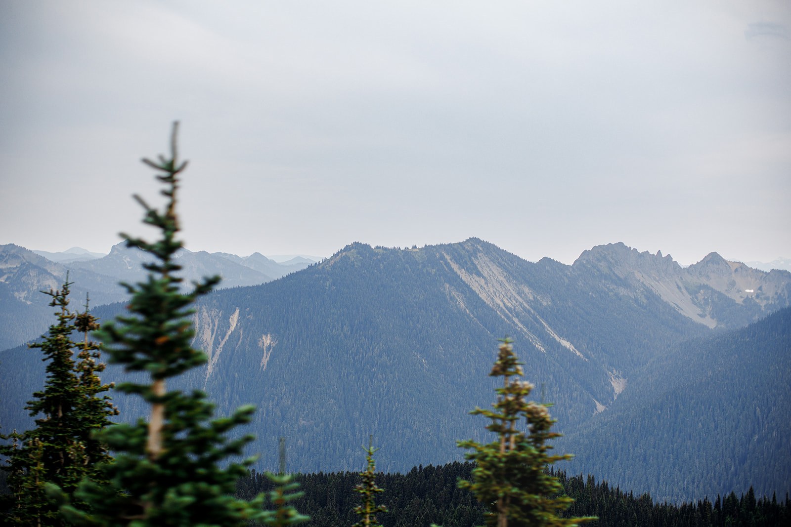 Layered grey ridgelines and snow gullies of the Cascades seen through the tops of subalpine firs