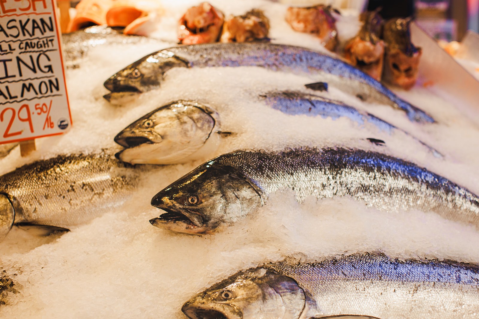 Whole wild caught king salmon laid out on crushed ice at the Pike Place Market fish counter