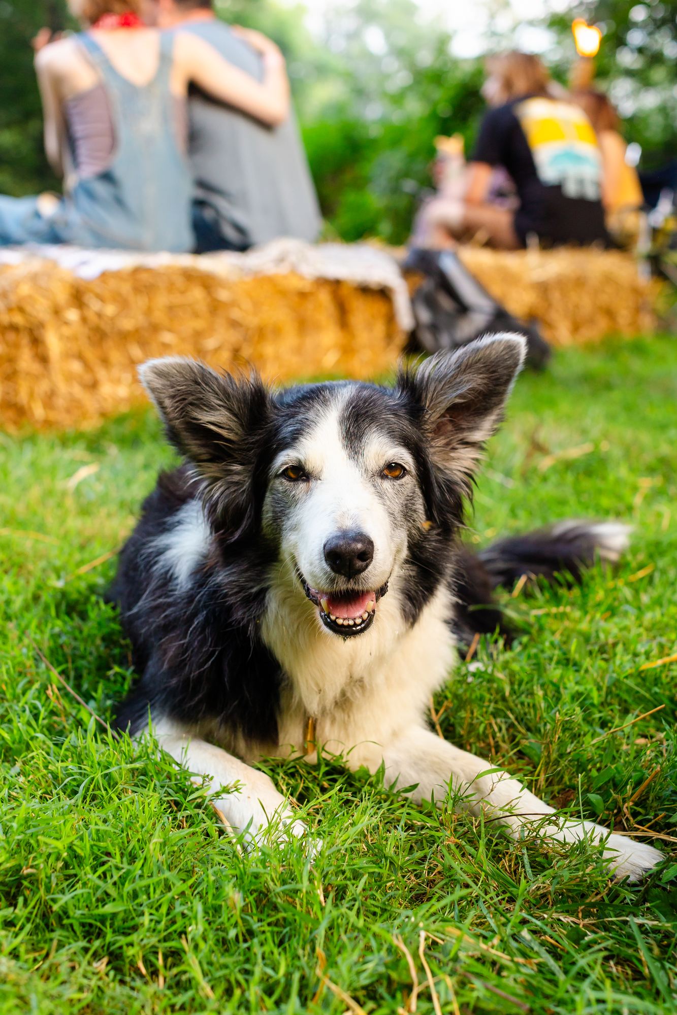 A black and white border collie lying in the grass beside a hay bale at Tomato Jam, looking into the camera