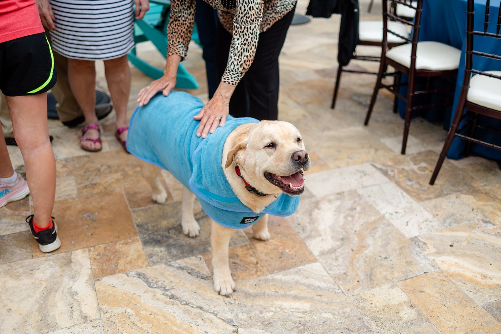 A yellow Labrador wearing a light blue coat stands on a stone patio with its mouth open while two hands rest on its back