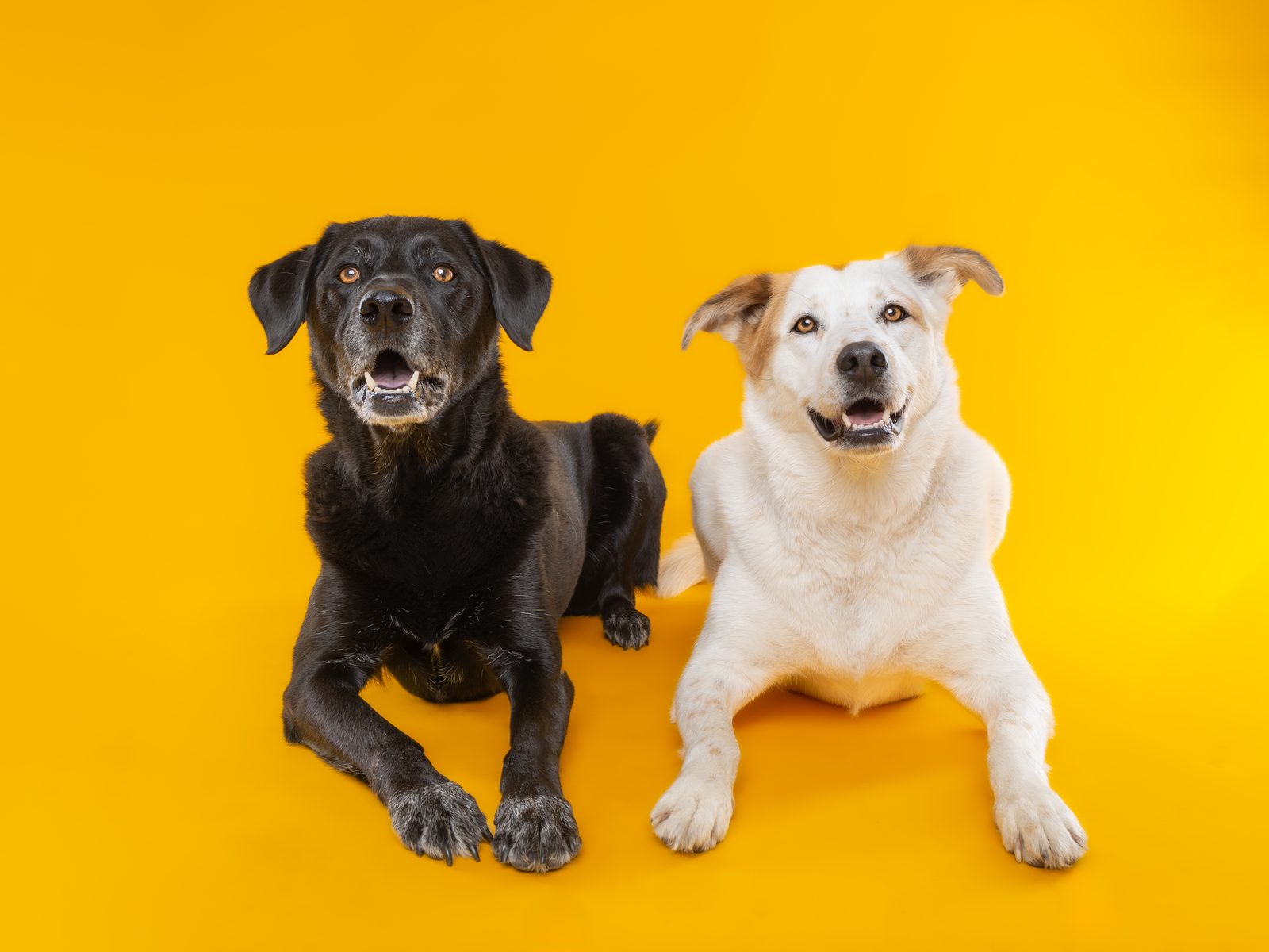 Cal, a black labrador, and Sugar, a cream-coloured dog, lying side by side against a bright yellow backdrop, both looking straight down the lens